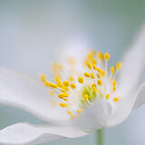 Spring bloomers